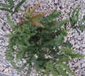 4" Fern Maidenhair Rosey